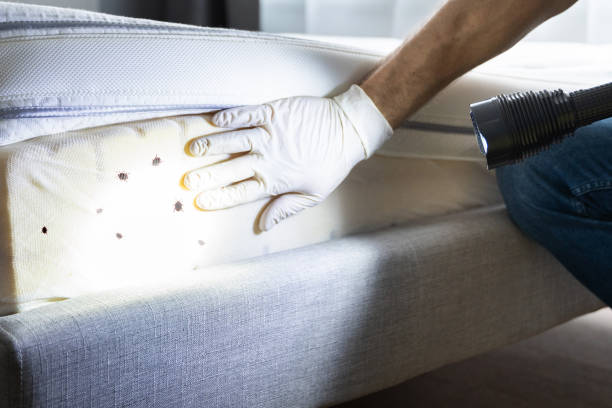 Best Local Pest Control Services  in Kingwood, WV
