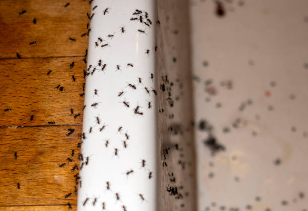 Best Emergency Pest Control  in Kingwood, WV