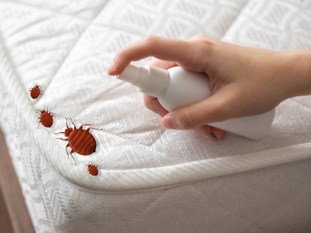 Best Mosquito Control Services  in Kingwood, WV